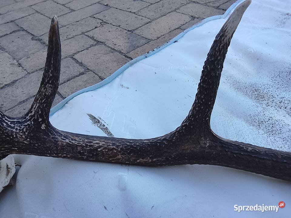 Wieniec jelenia 14stak Żary