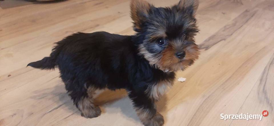 York terrier miniaturki szczeniaki Krzywica