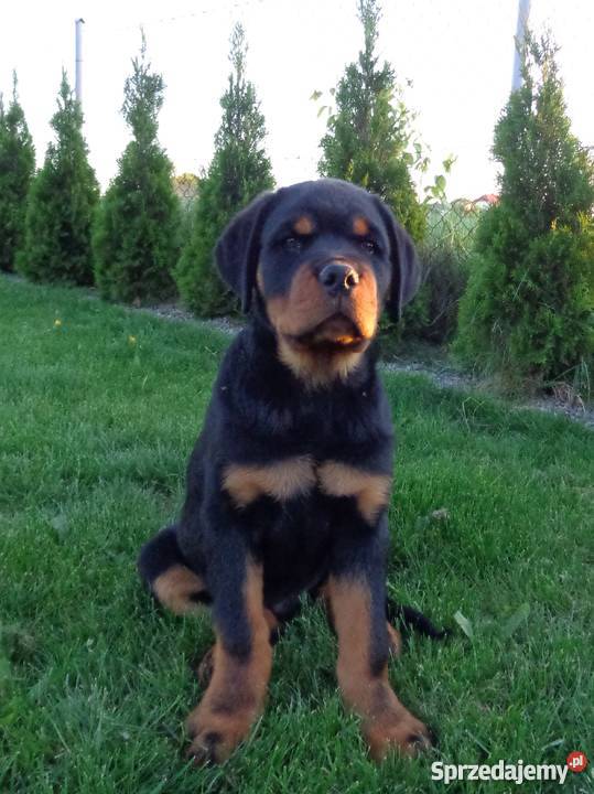 Rottweiler szczenięta z rodowodem ZKwP FCI Krępiec
