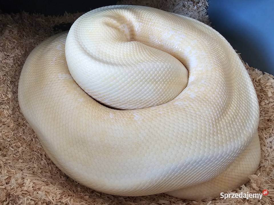 Pyton królewski samica albino enchi spider śląskie Chorzów