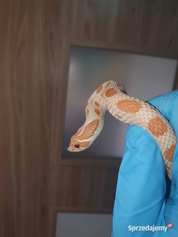 Węże królewskie zbożowe heterodony Pasłęk sprzedam