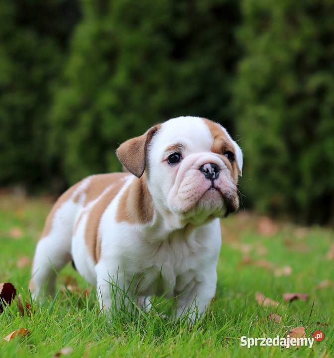 Buldog angielski ZKwP FCI śląskie