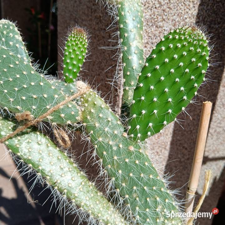 Kaktus wysoki 55 opuncja białowłosa Nowy Sącz