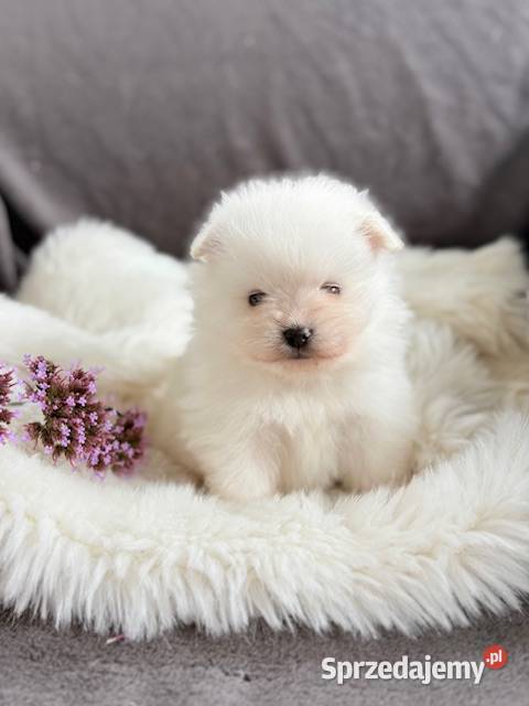 SZPIC MINIATUROWY POMERANIAN PIĘKNE PUCHATE Szpic miniaturowy mazowieckie