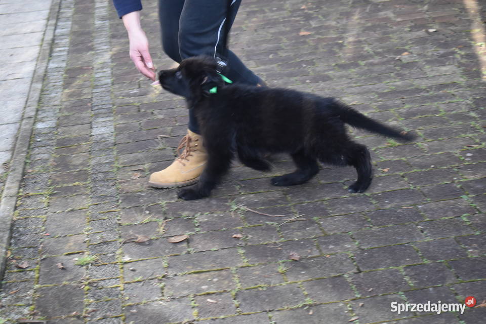 Owczarek Niemiecki Krótkowłosy śląskie Bielsko-Biała