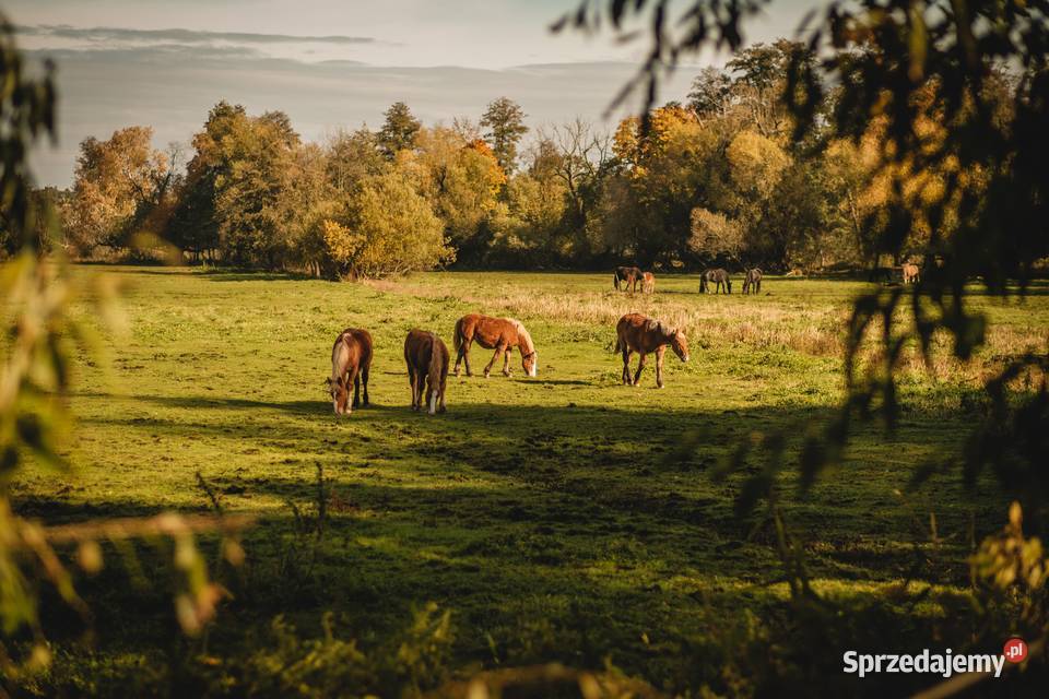 Miejsce z potencjałem dom budynki gosp i łąki w Dalborowice