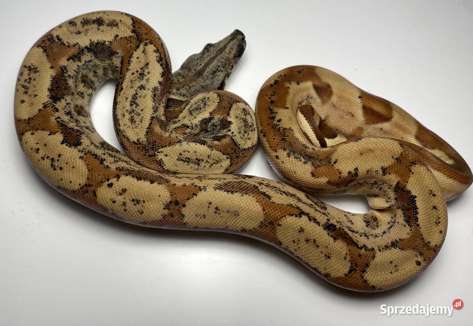 Węże boa cesarskie samice i samce Rybnik