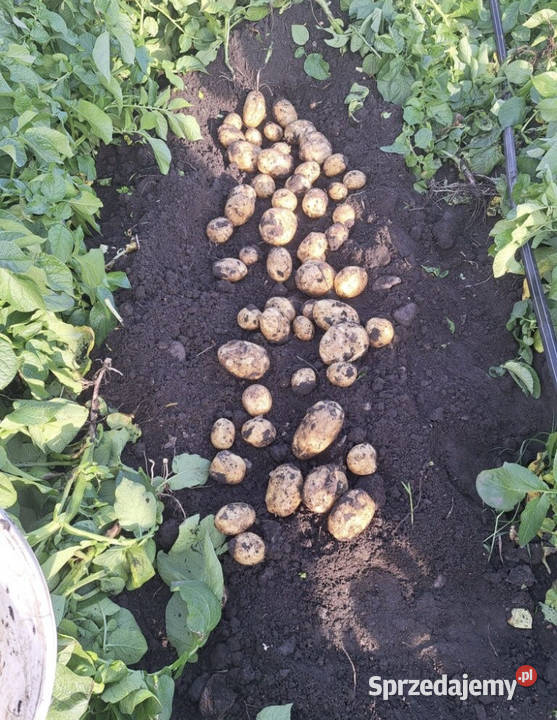 Cartofi noi de vnzare in cantiti mari Radłów sprzedam
