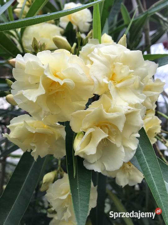 Oleander Rzozów sprzedam