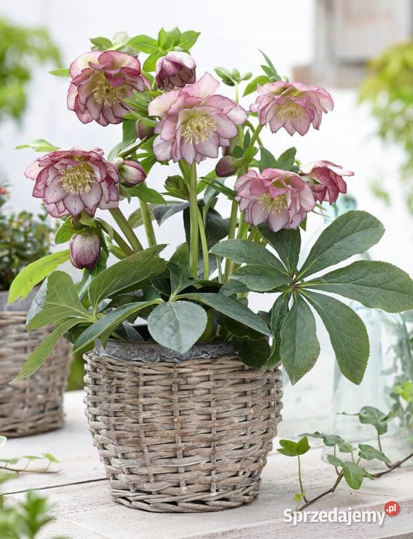 CIEMIERNIK WSCHODNI DOUBLE ELLEN PICOTEE kujawsko-pomorskie Ustronie