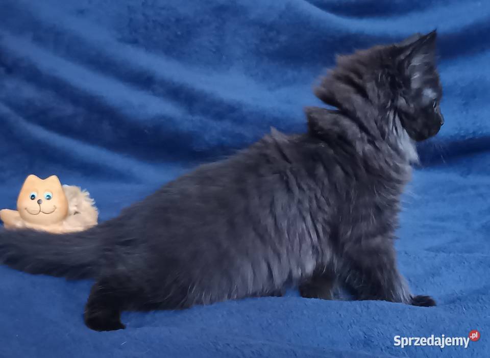 Koty Syberyjskie LUKSUS ZKolakowegoDomu wielkopolskie Kwilcz