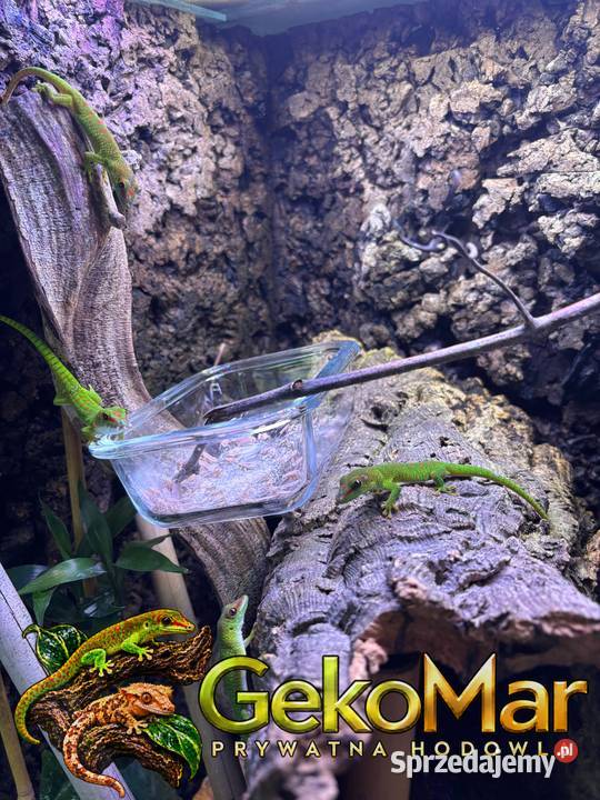 Felsuma madagaskarska Phelsuma grandis