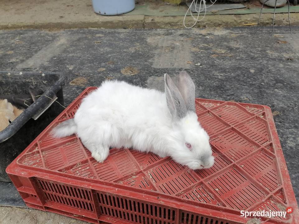 Sprzedam króliki 4M