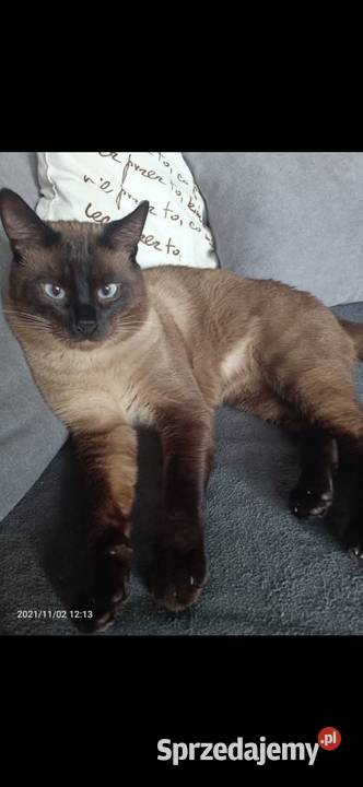 Reproduktor Syjamski Starego Gorzów Wielkopolski