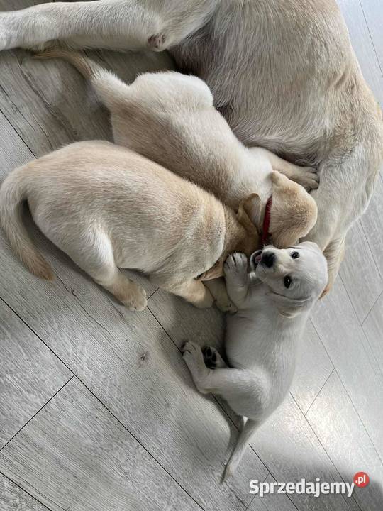 Labrador retriever ZKwPFCI suczka wolna chorób Toruń