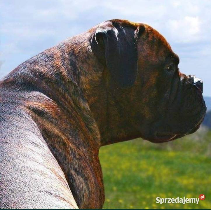 Bullmastiff zapowiedź miotu lubelskie Lublin