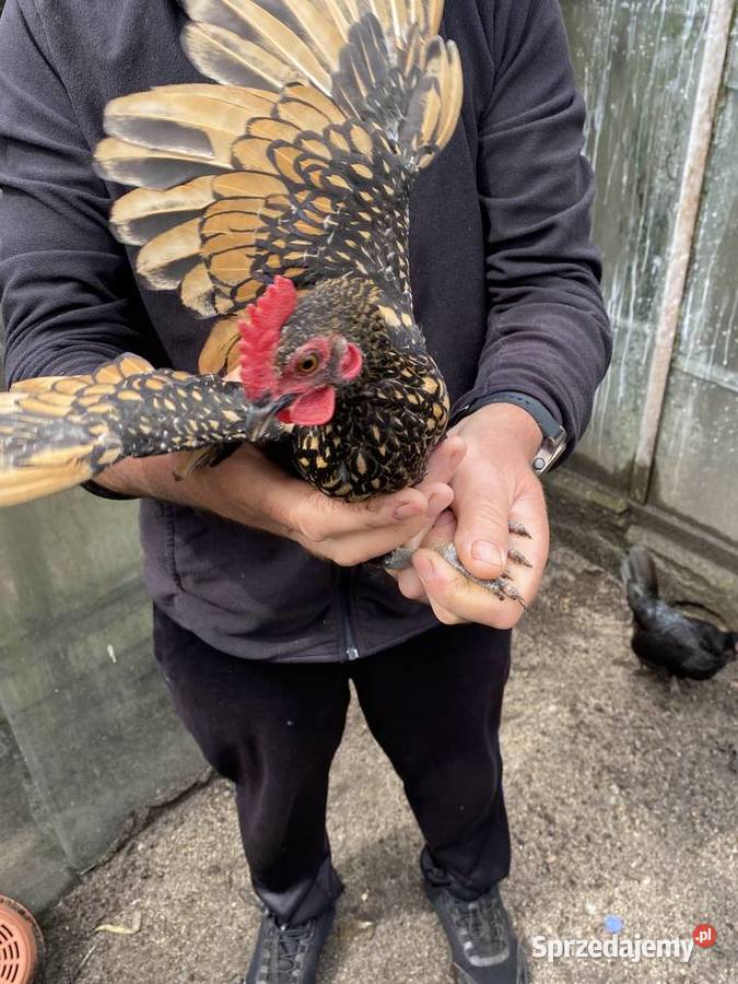 Trzy miesieczne koguty sebrytki Giełda zwierząt zachodniopomorskie Białogard