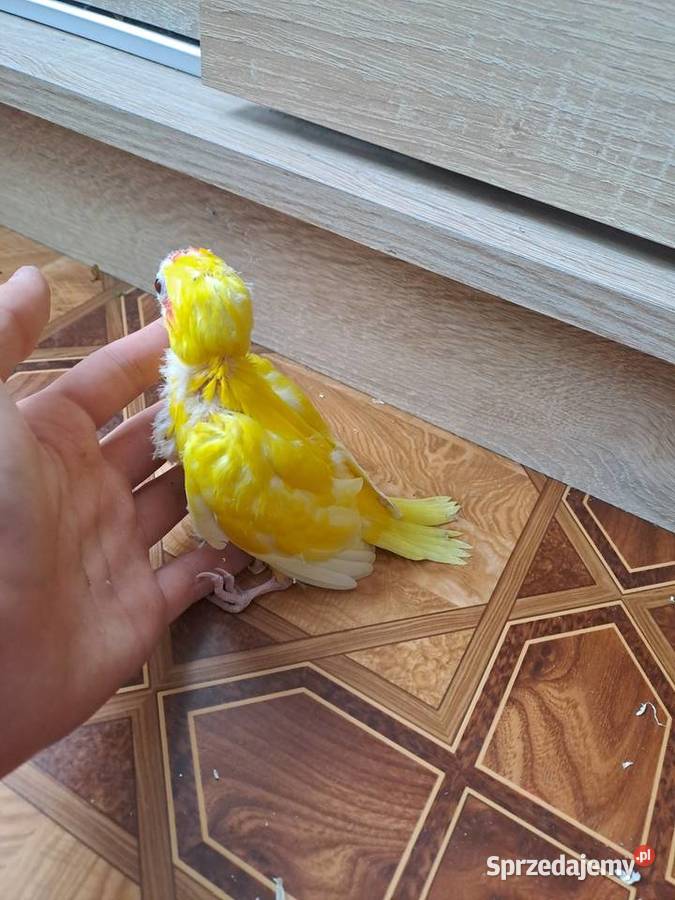 będę miał na sprzedaż papugi kozy Wawrzeńczyce