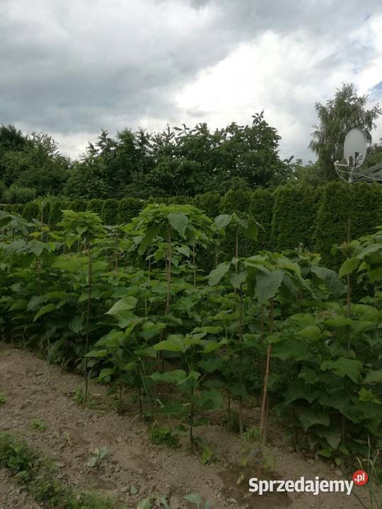 surmia katalpa NANA szczepiona catalpa kulista Puławy