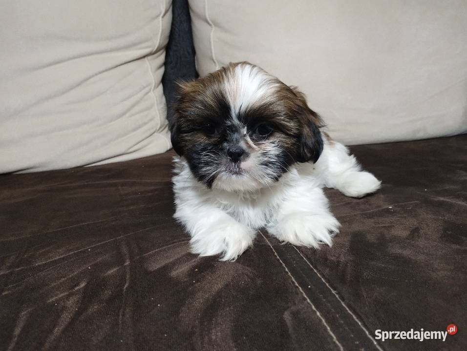 Shih TZU Shitzu Żychlin
