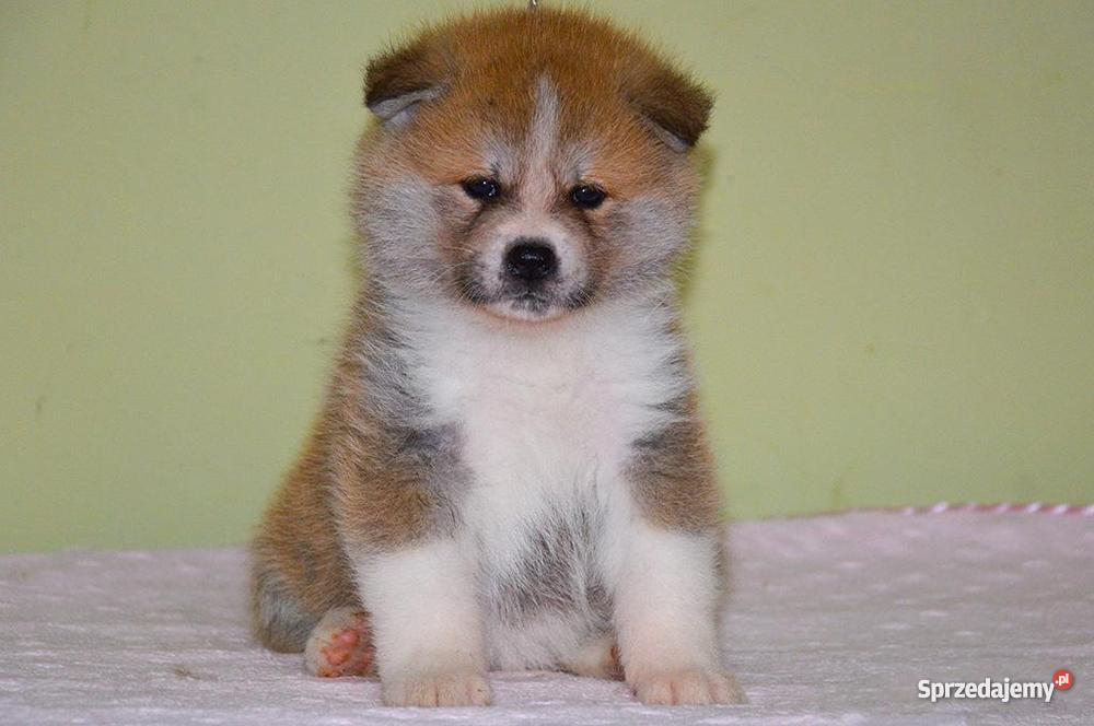 Akita japońska czerwone szczenięta Słupca