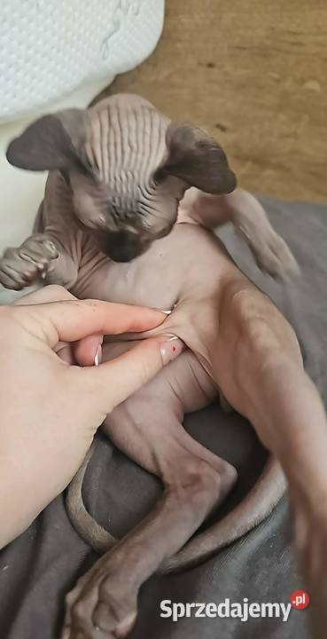 Kociak 5msc z rodowodem mazowieckie Maków Mazowiecki