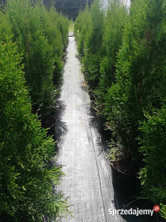 Tuja szmaragd 90100 Strzelin sprzedam