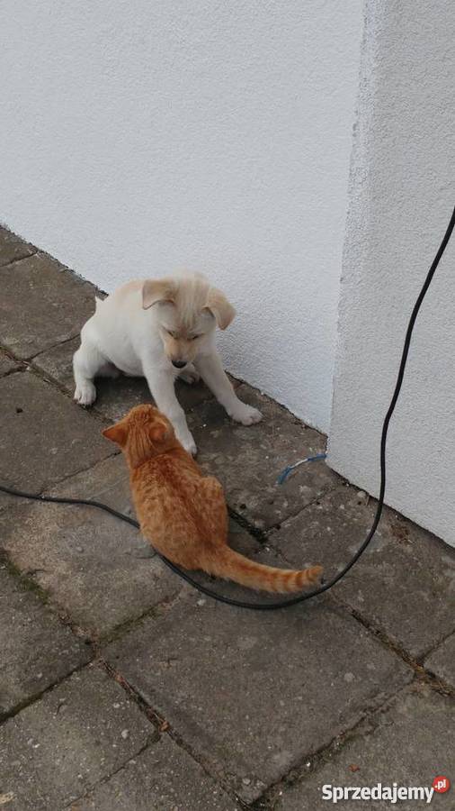 Oddam suczkę w ręce lubuskie Gorzów Wielkopolski