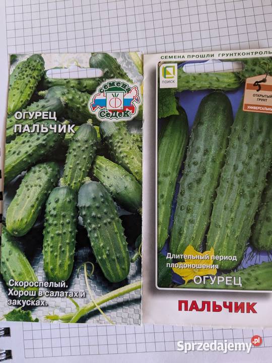 Palczik Ogórek rosyjski oryginał nasiona do Kraków sprzedam