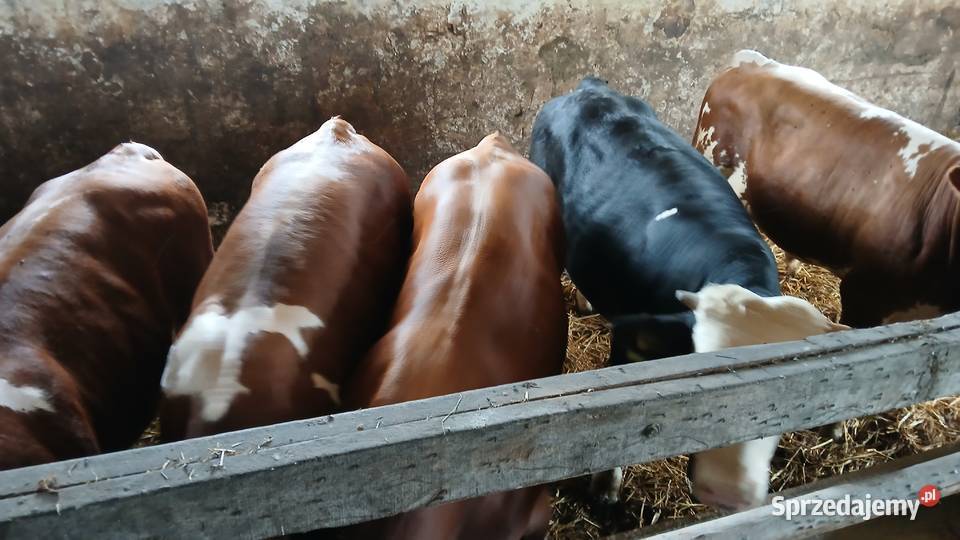 Byczki do dalszego chowu