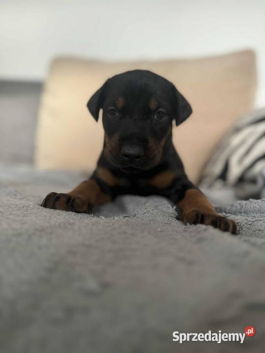 Szczeniaki Doberman Mińsk Mazowiecki