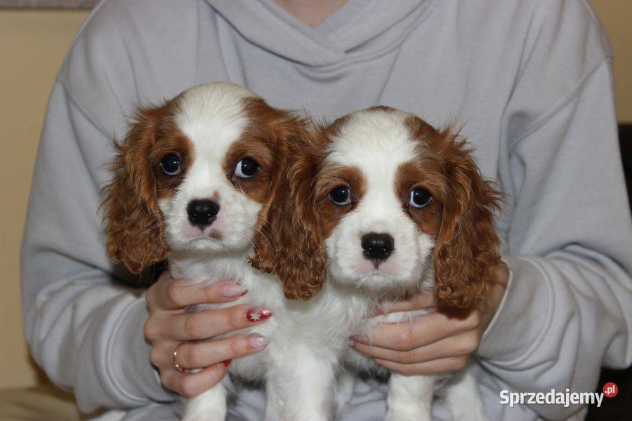 Cavalier King Charles Spaniel szczeniaczki ZKwP po CH.PL.