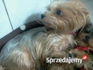 sunie york mini 300zl