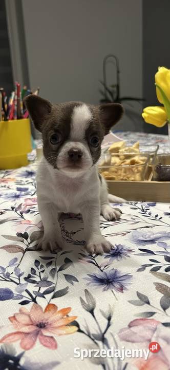 Chihuahua chłopiec i dziewczynka mazowieckie Chihuahua Zwierzęta
