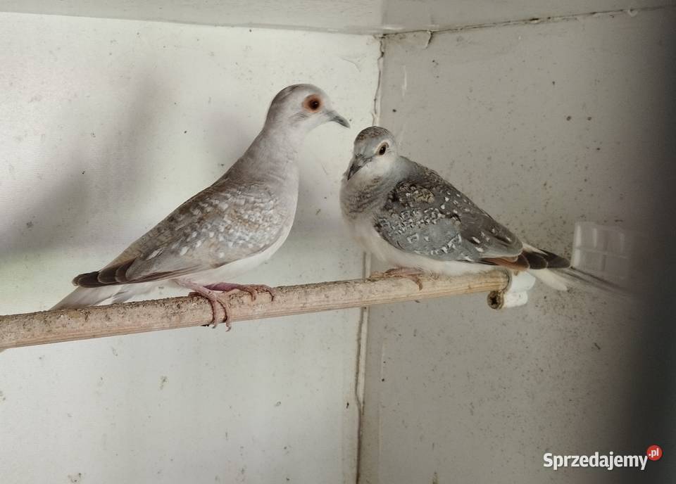 Gołąbek Diamentowy dolnośląskie