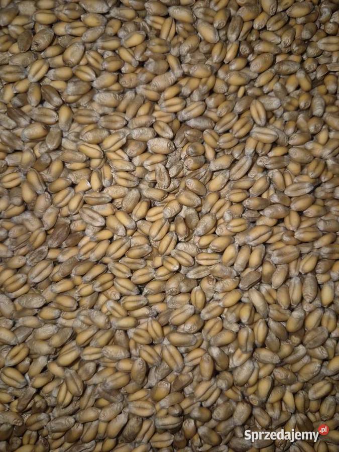 Pszenica konsumpcyjna CHEVIGNON C1 małopolskie Ćwików