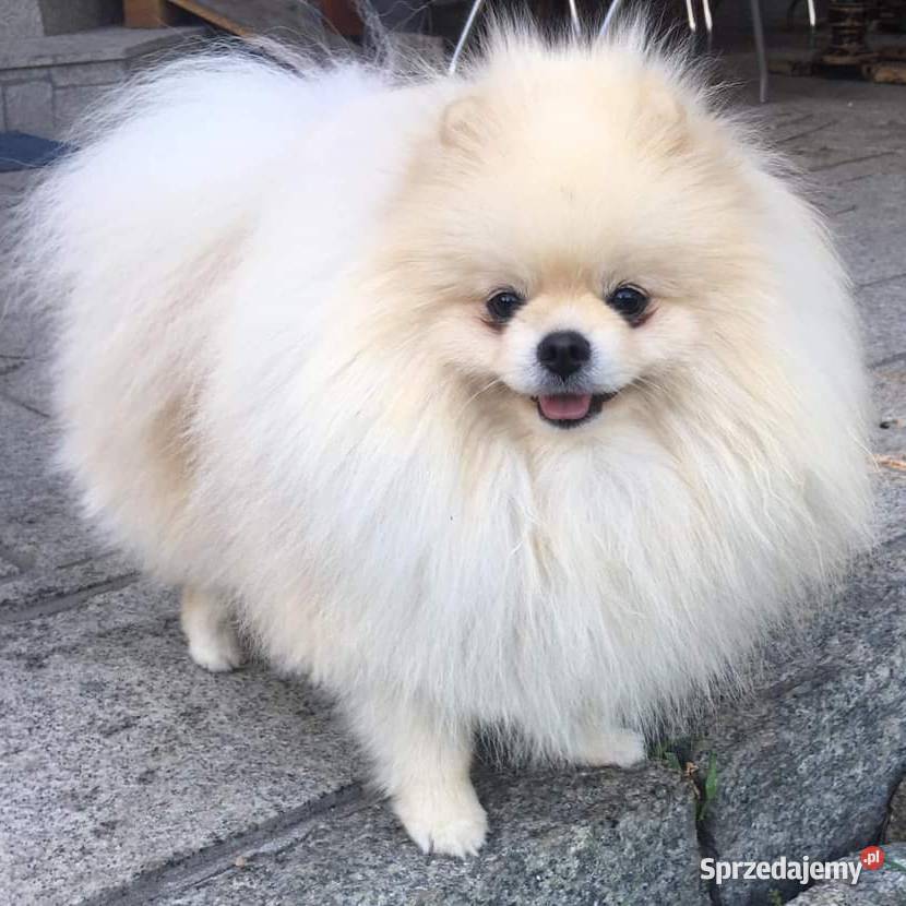 Szpic miniaturowy Pomeranian ZKwP FCI Szczecin