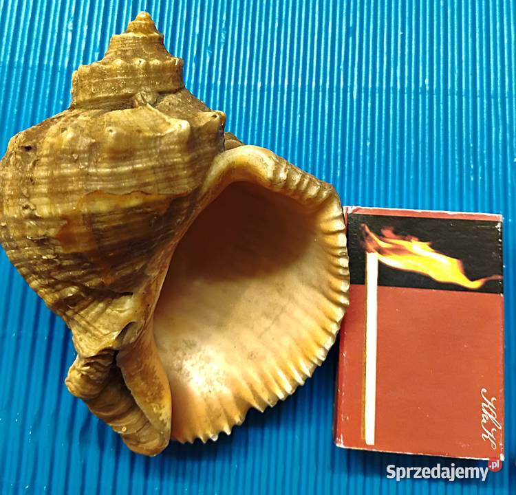 duży zestaw muszli Bukowno