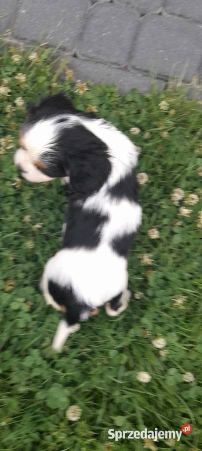 Suczka Cavalier king charles spaniel tricolor Mielec sprzedam