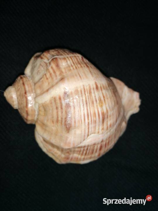 Muszla rapana venosa 11x9Muszelka ślimaka Łódź