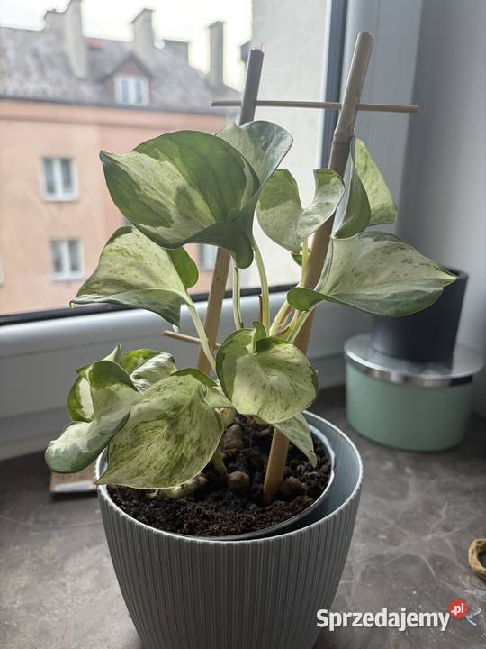 Epipremnum happy leaf roślina doniczkowe Starachowice