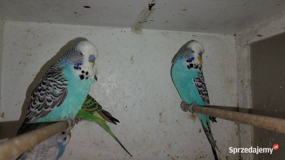 Sprzedam papugi faliste śląskie sprzedam