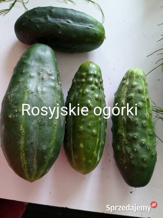 Ogórek Palczik Kustowoj Roznasol Rosyjskie Nowy Sącz sprzedam