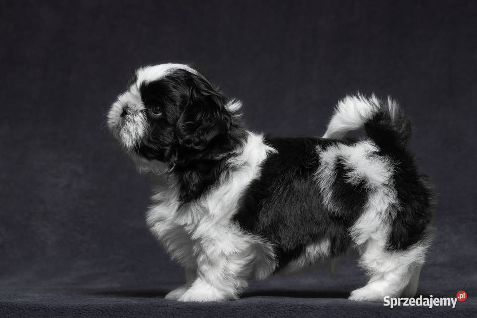 Shih tzu pies pomorskie