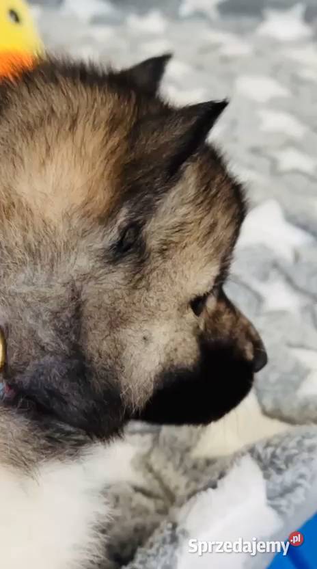 sky szczenięta agouti unikatowe ZKwP sprzedam