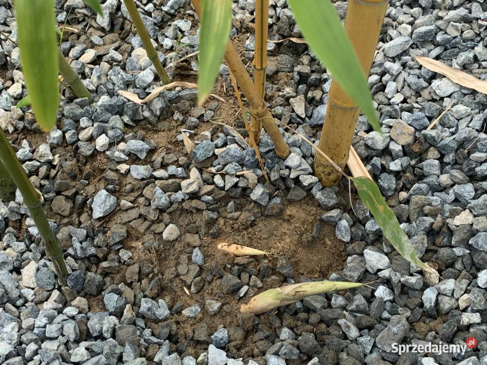Bambus Phyllostachys VIVAX Aureocaulis 20l