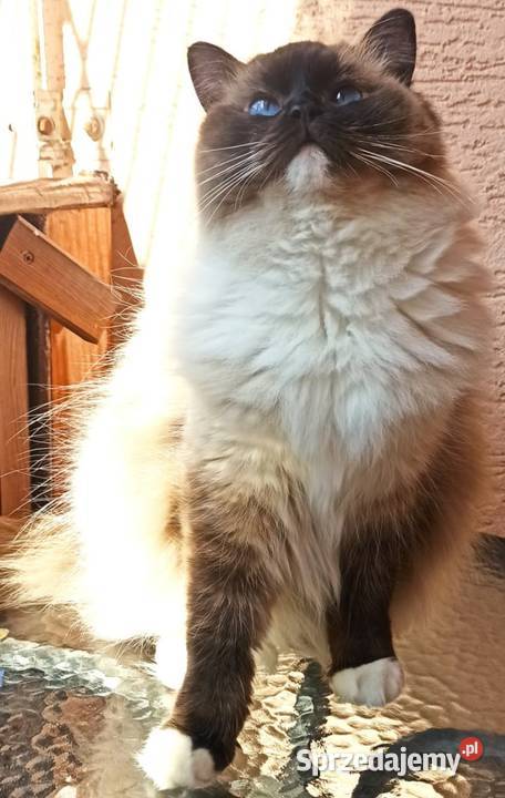 Kotka ragdoll Inowrocław