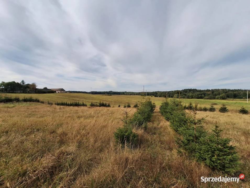 Działka 4000m2 w Szypliszkach asfalt media Szypliszki sprzedam