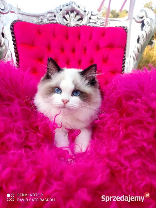 Ragdoll Kocurek Seal Bicolor FIFE FPL Wschowa
