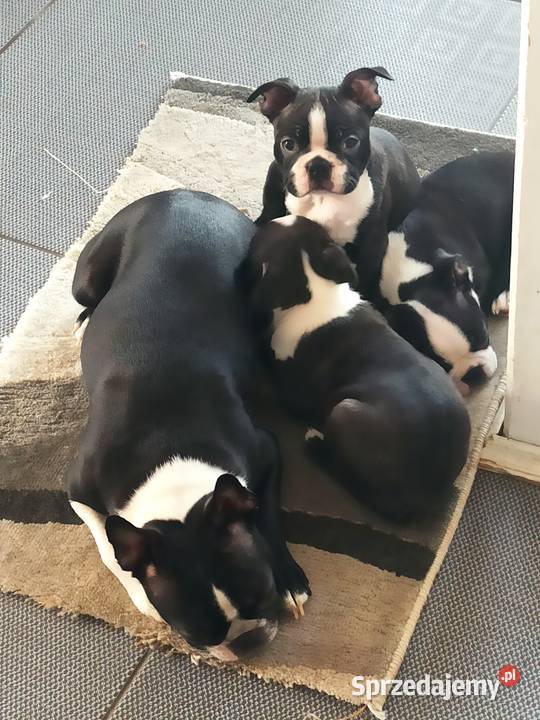 Boston terrier szczenięta Pszczyna